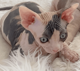 Odd Eyed Sphynx, Sphynx Kittens For Sale, Sphynx Kittens| Sand Marcos, Ca