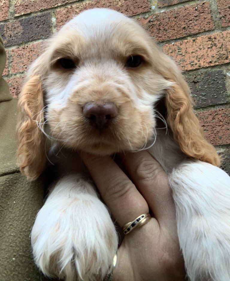 Cocker Spaniels Bareve