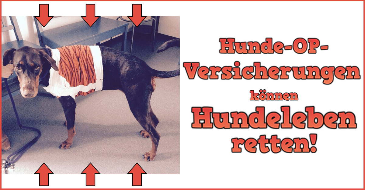 Hunde Krankenversicherung & OP Versicherung sinnvoll Erfahrungen 🏅