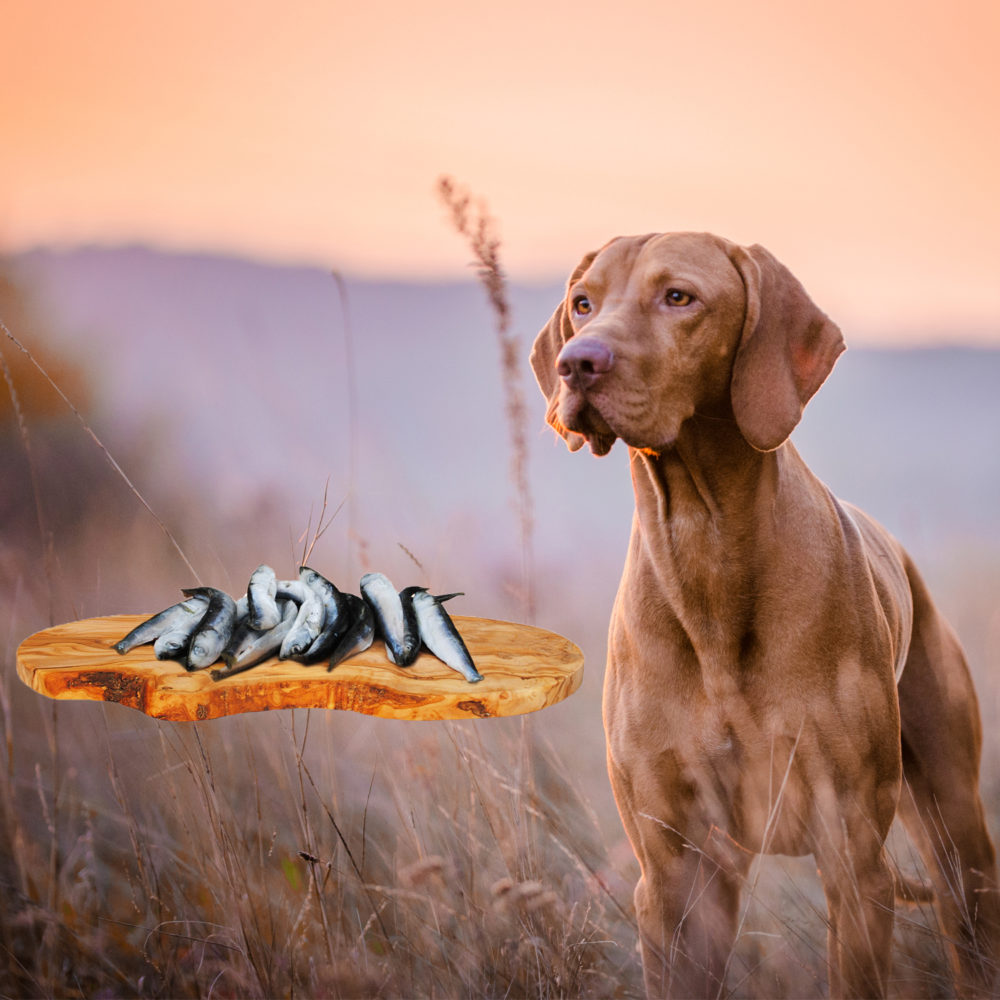 🥇Lodde für Hunde kaufen Barf Fleisch & Fisch online bestellen