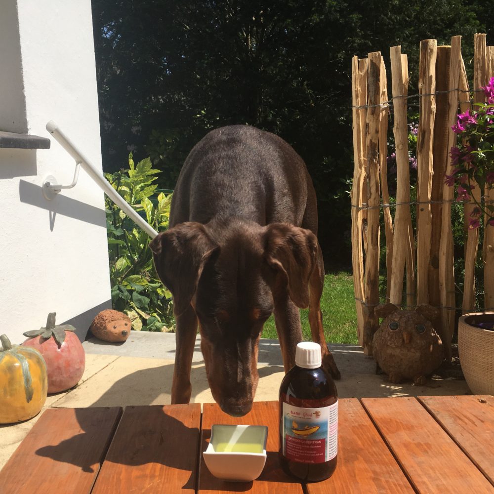 🥇Dorschlebertran für Hunde 500ml kaufen Premium Lebertran Hund