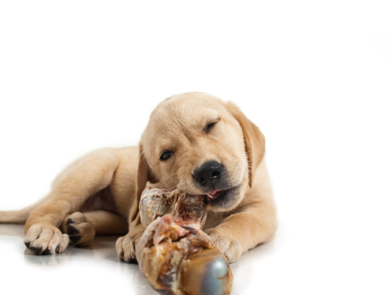 BARF So barfen Sie Ihren Hund richtig! Barfinfo.de