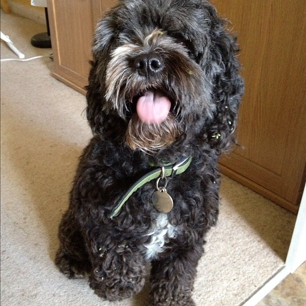 Jackapoo The Ultimate Guide Barf Pet Foods