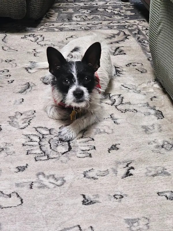 Dog Training in Treasure Coast, Florida