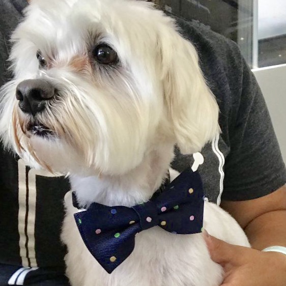 Miami Dog Grooming Dogtown