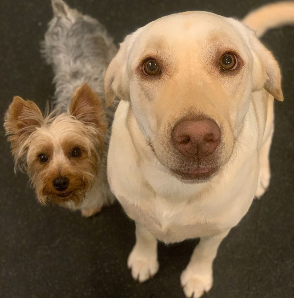 Miami Dog Daycare Dogtown