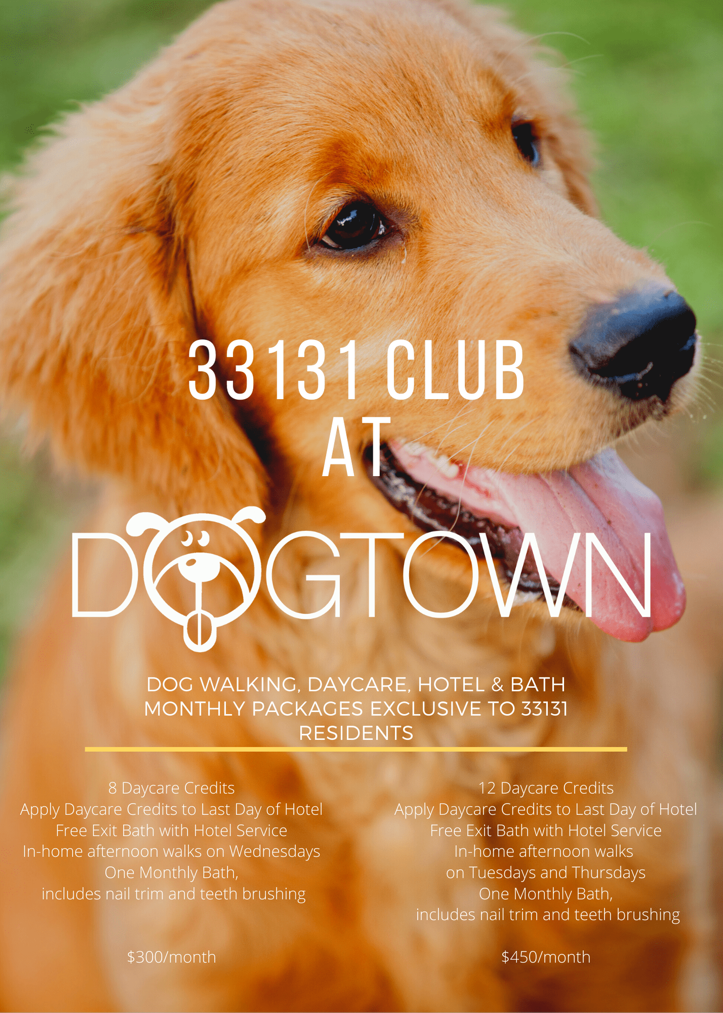 Simple Modern Dog Walker Service Flyer without QR Dogtown
