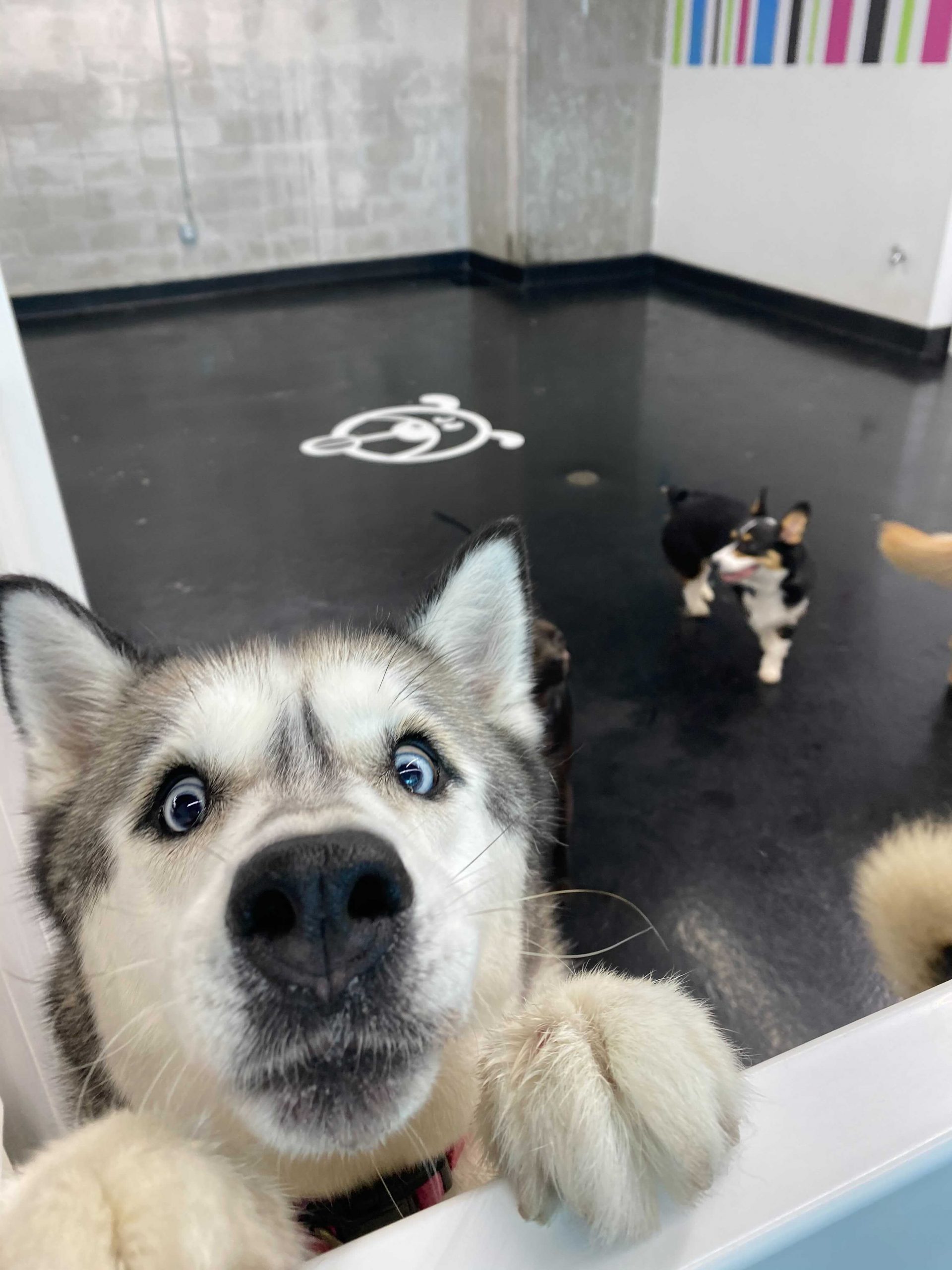 Miami Dog Boarding Dog Hotel Dogtown