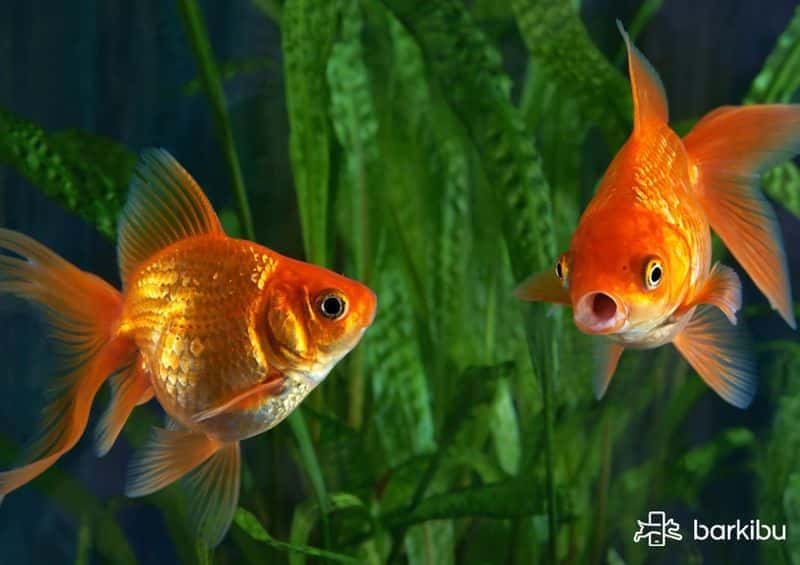Cómo saber si un pez es hembra o macho de agua fría, carpa, cometa..