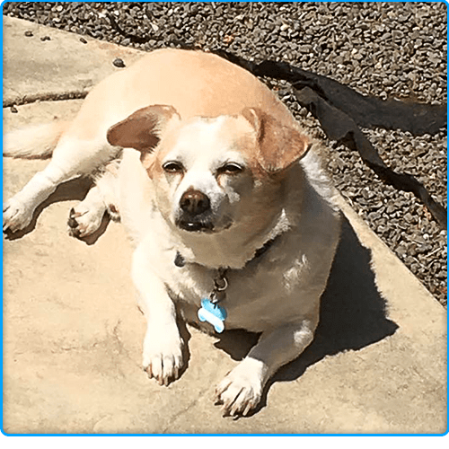 Pamper Your Pets Vacaville, CA