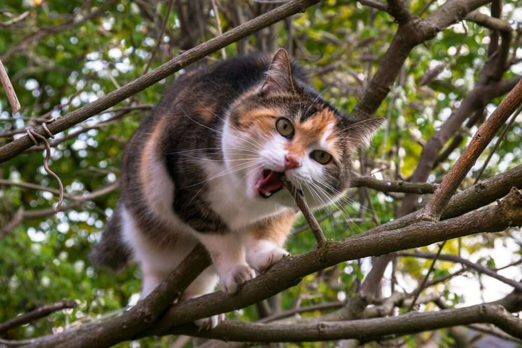 How to Get a Cat Out of a Tree Expert Techniques Revealed! BarkLikeMeow