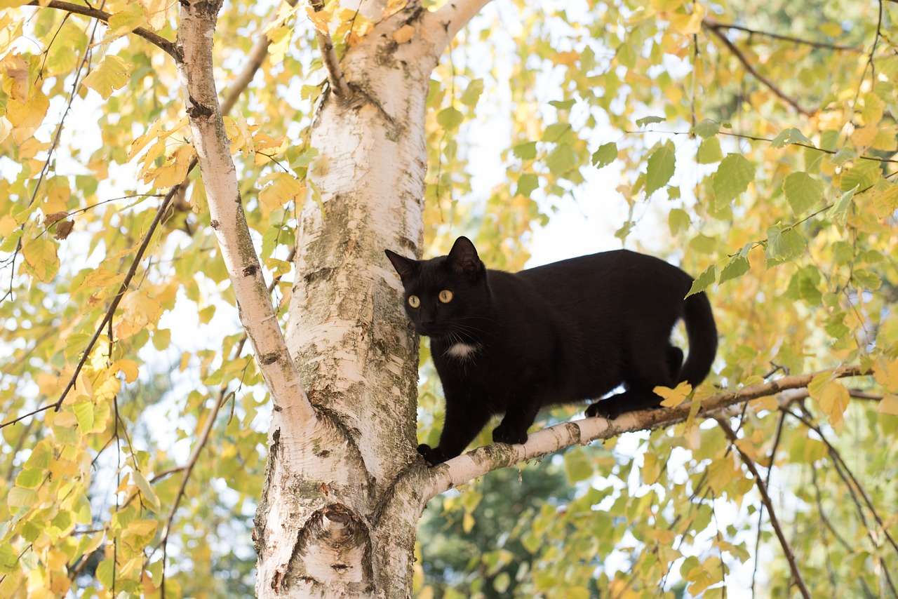 How to Get a Cat Out of a Tree Expert Techniques Revealed! BarkLikeMeow