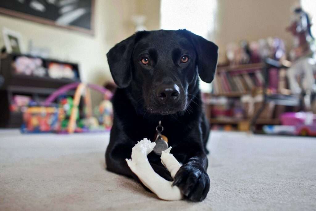 Why Do Dogs Chew on Bones? The Science Behind this Peculiar Behavior