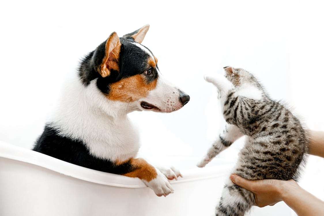 Why Do Dogs Hate Cats? Exploring the Root Causes and Solutions