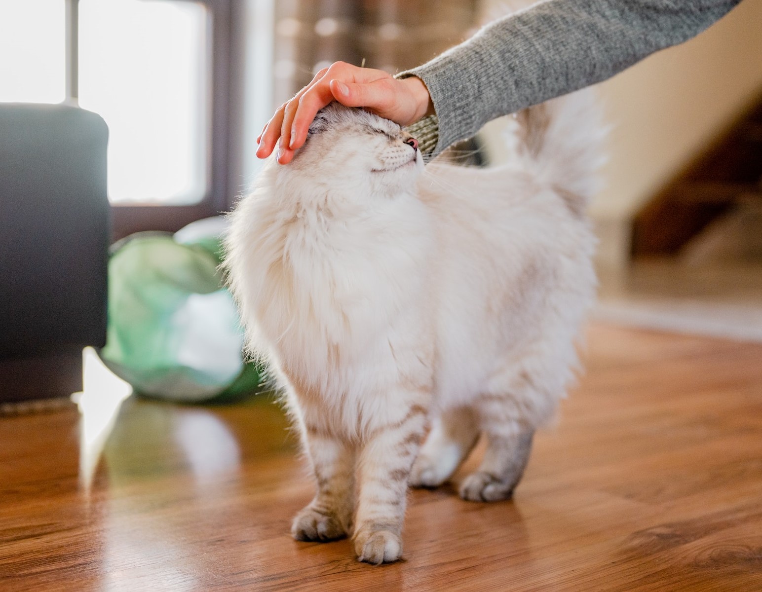 Beyond Frustration How to Punish a Cat for Pooping Outside the Litter