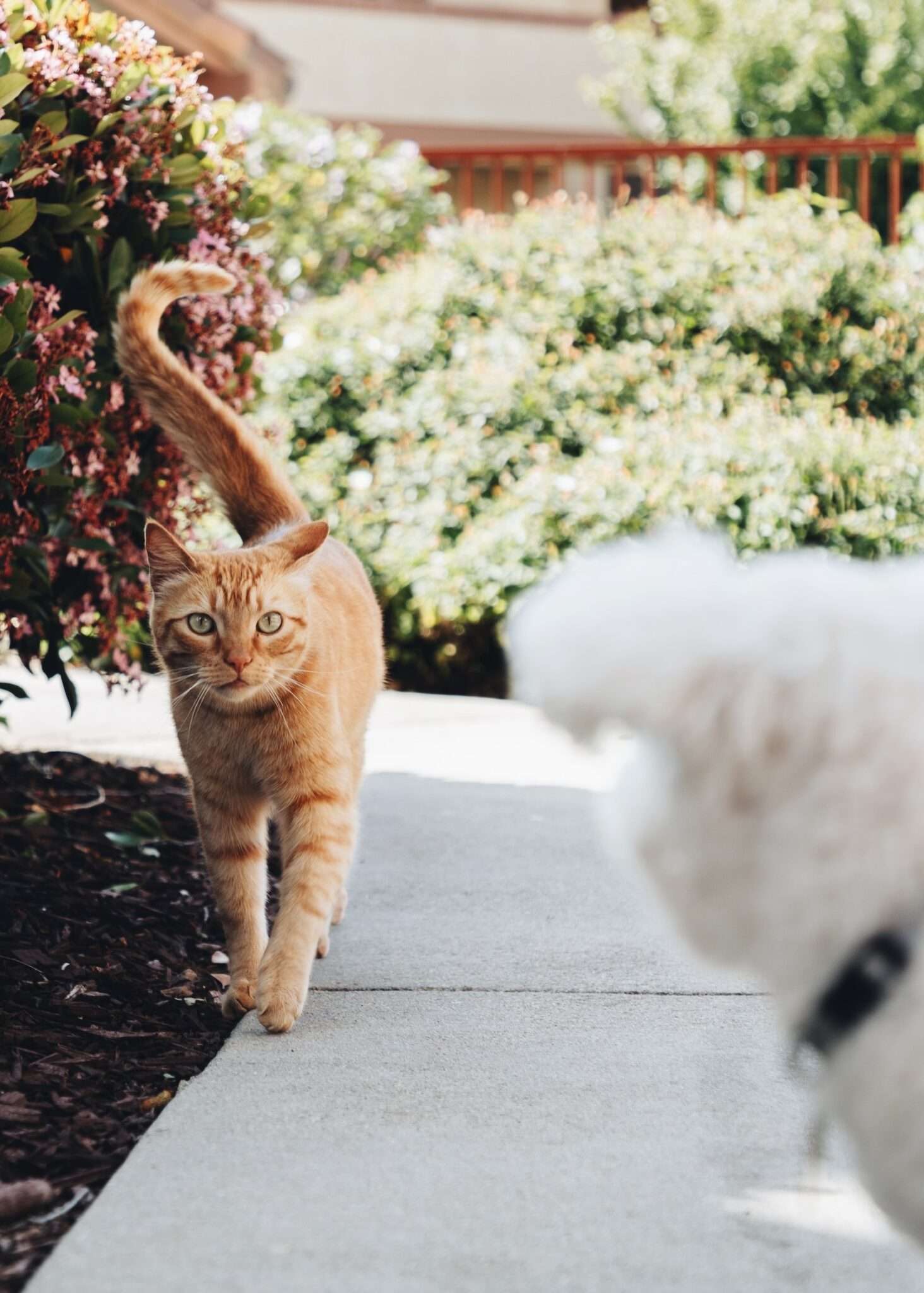 From Conflict to Harmony How to Stop Dog Aggression Towards Cats