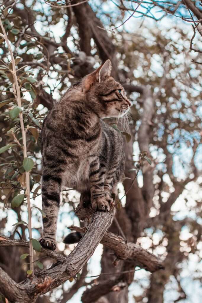 Why Does My Cat Climb Me Like a Tree? Cracking the Code of Feline