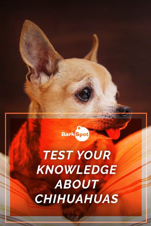 20 Fun Facts About Chihuahuas To Test Your Knowledge