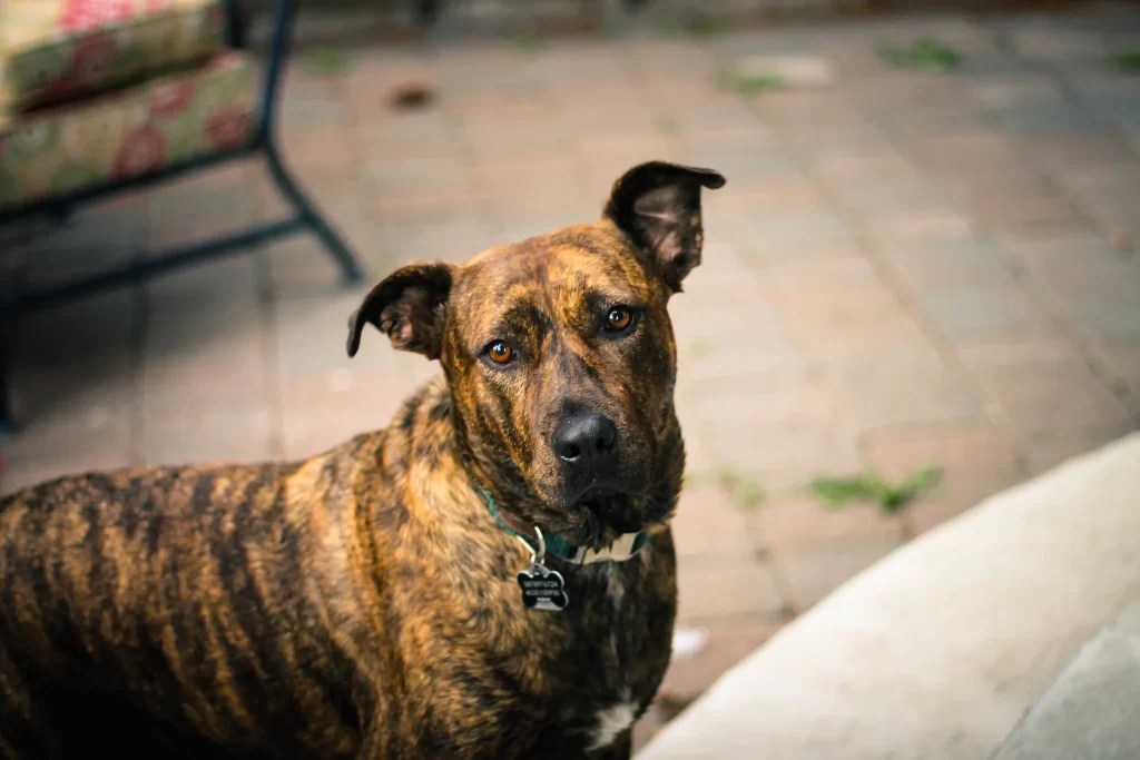 Brindle Lab 11 Key Things You Need To Know! (2022 Guide)