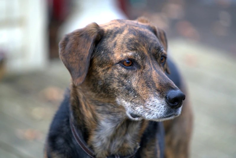 Brindle Lab 11 Key Things You Need To Know! (2022 Guide)