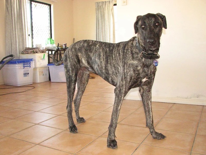Brindle Great Dane Breed And Coat Overview (2022 Guide)