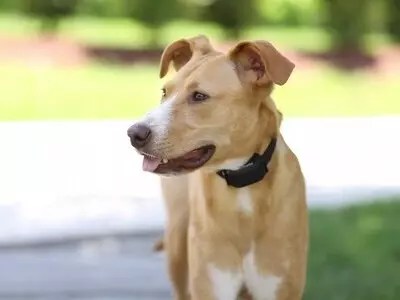 PetSafe Wireless Collar Red Light Blinking - How To Resolve
