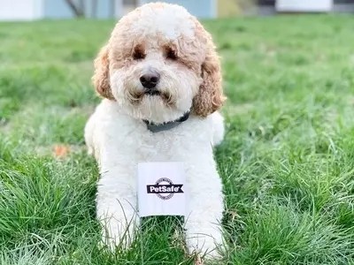 PetSafe Wireless Collar Red Light Blinking - How To Resolve