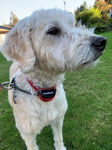 PetSafe Wireless Collar Red Light Blinking - How To Resolve