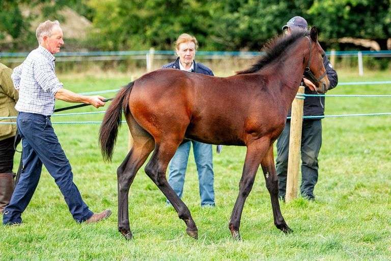 Carrickglen Heights Barnbridge Auctions