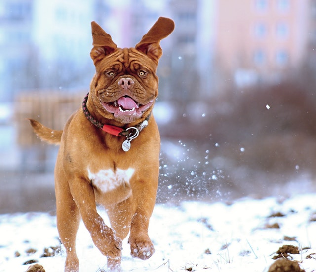 “Winterizing” Your Dog Barney's Ranch