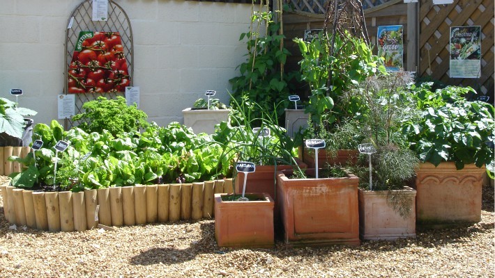Grow Your Own Veg In Patio Planters Barn Farm Plants Garden
