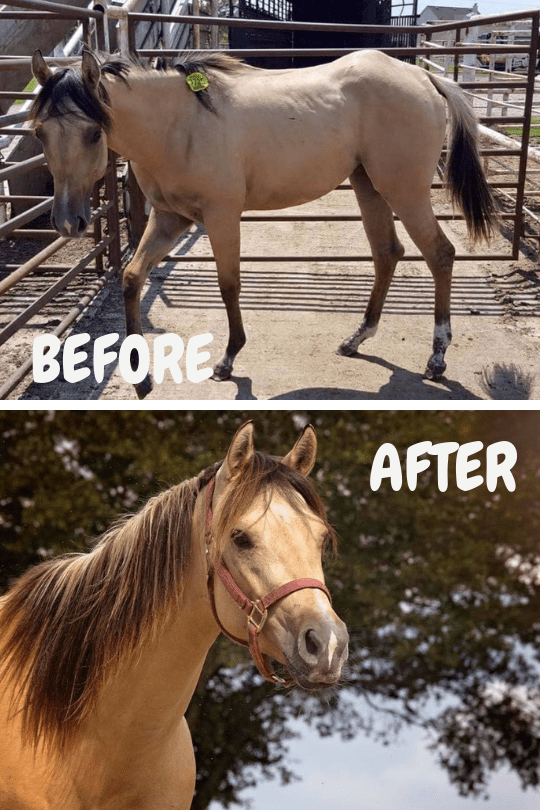 501(c)(3) Feature Southern Redhead Farms Rescue BarnManager