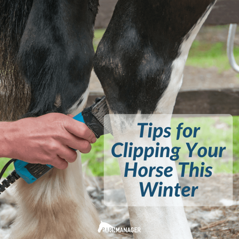 Tips for Clipping Your Horse This Winter BarnManager