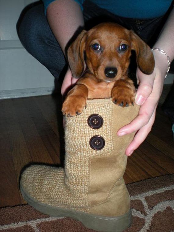 Adorable Animals in Boots Barnorama