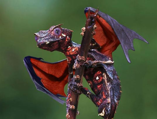 Real Life Dragon The Satanic Leaf Tailed Gecko With Flying Fox Wings
