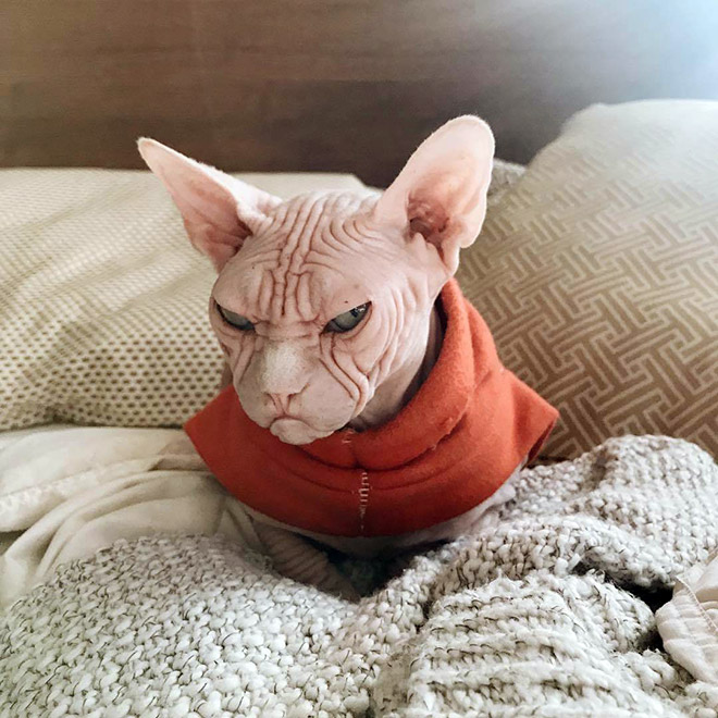 Meet Loki The World’s Grumpiest Sphynx Cat Barnorama