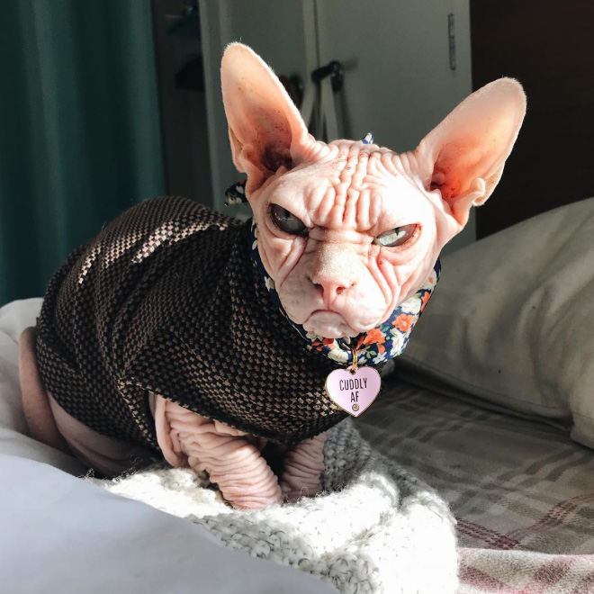 Meet Loki The World’s Grumpiest Sphynx Cat Barnorama