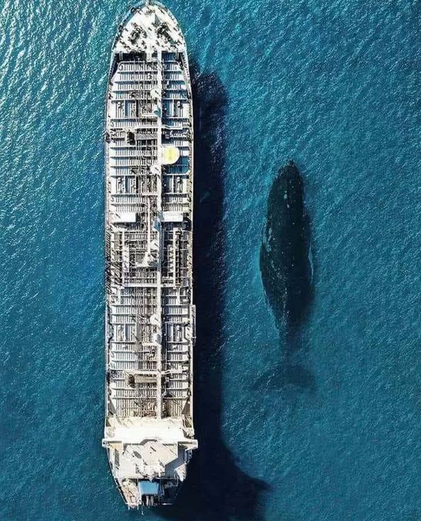 Blue whale compared to a container ship. Barnorama