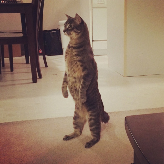 20 Funny Cats Standing Up Barnorama