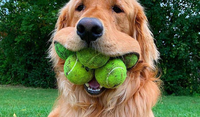 Weird World Records Held By Dogs Barnorama