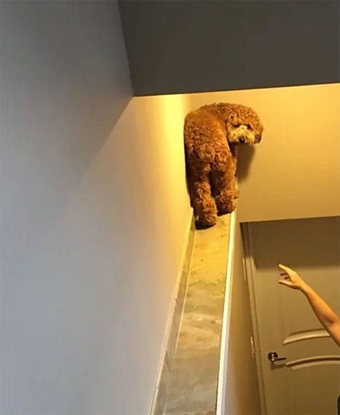 50 Funny Dogs Acting Like Cats Barnorama