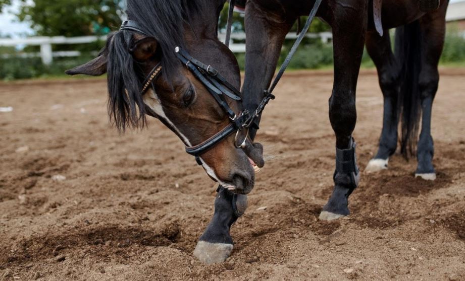 How Horse Arena Footing Affects Performance Barnorama