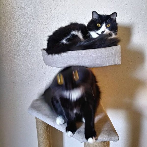30+ Funny Photos Of Fast Cats Barnorama