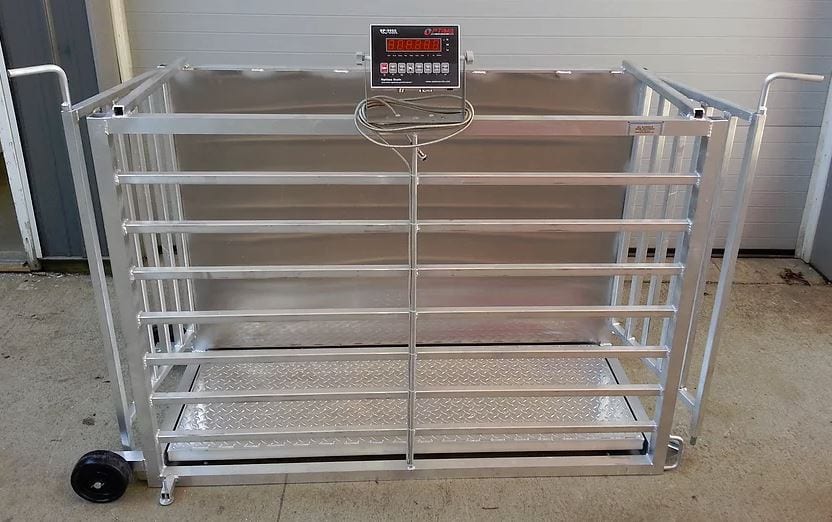 This Sheep Scale is a Fantastic Hog Scale too!