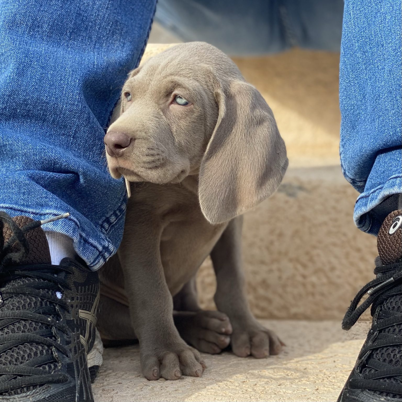 Jean Dodds Vaccination Protocol Barrett Weimaraners