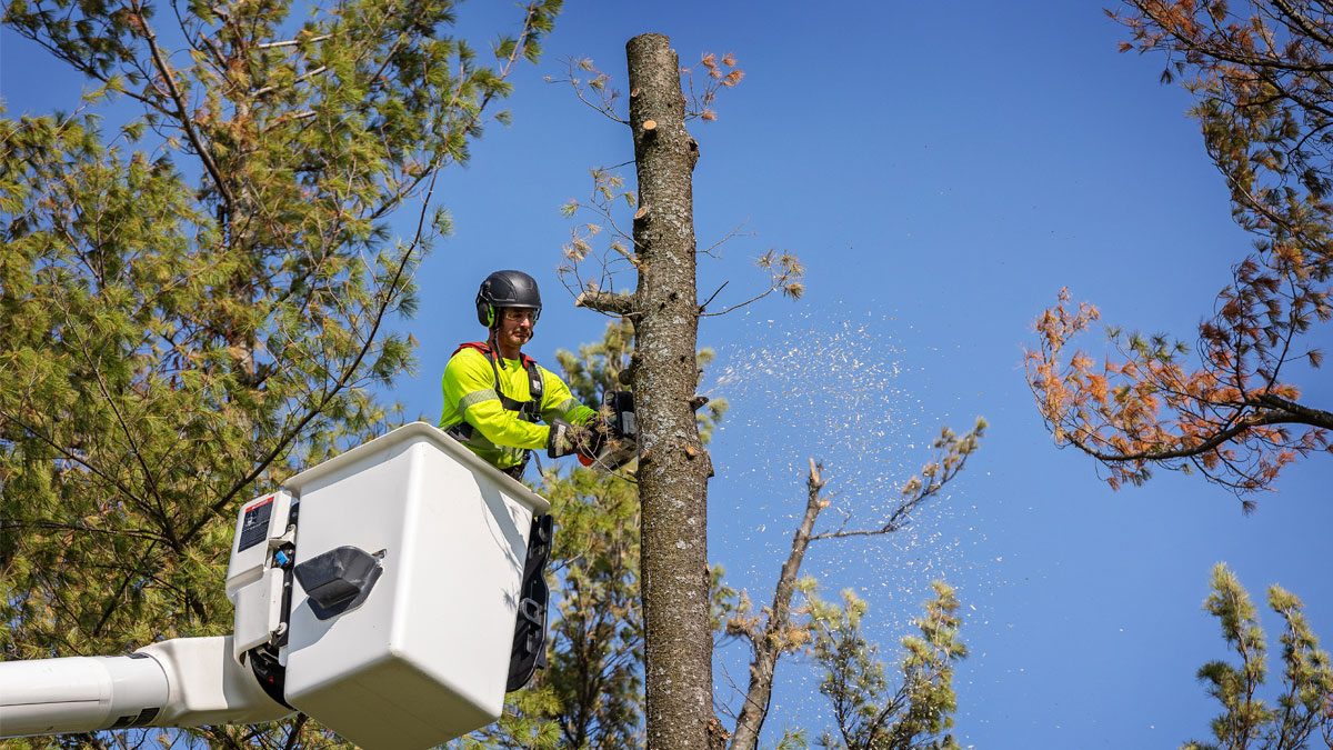 Street Trees City of Barrie