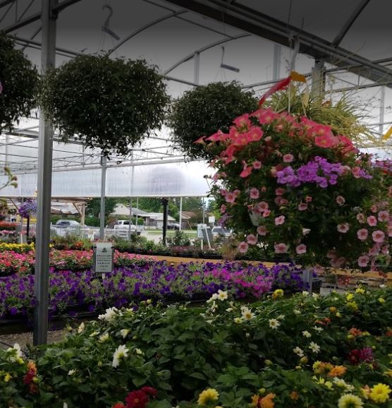 Hanging Baskets Barsons Greenhouse Westland Michigan