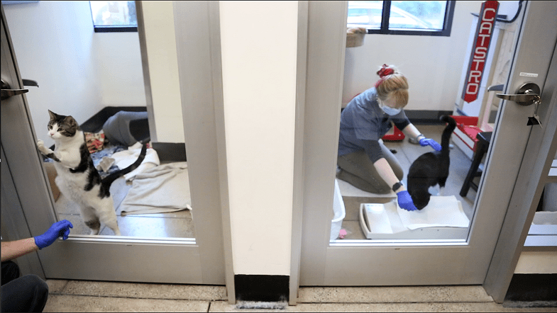 Essential Workers On Bart: Meet The San Francisco Spca's Daniel Malin | Bart.gov