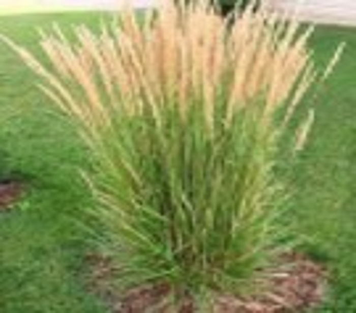 Garden Center Bartons Supply