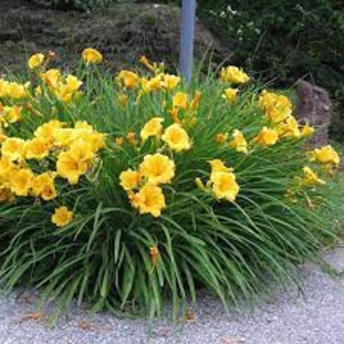 Garden Center Bartons Supply